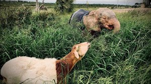Afrikan eläinorpojen pelastajat