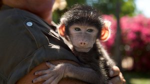 Afrikan eläinorpojen pelastajat