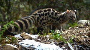 Avara luonto: Portugalin luonnon aarteet