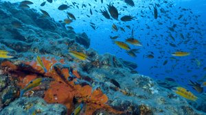 Avara luonto: Portugalin luonnon aarteet