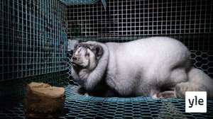 Turkistarhauksen alasajo takkuaa Norjassa: 14.10.2020 10.34