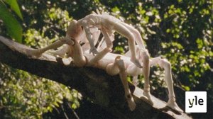 Talvi sademetsässä (S): 20.10.2020 00.01