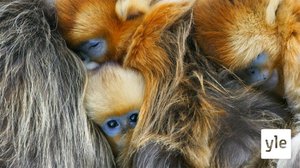 Asia: 19.10.2020 06.00