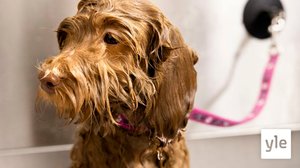 Lemmikin hemmottelu voi lohduttaa vaikeina aikoina: 22.10.2020 10.28