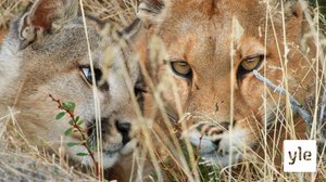 Etelä-Amerikka: 26.10.2020 06.00