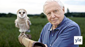 Legendaarinen luontodokumentaristi näyttää, miten luonto on huvennut 90 vuodessa: 26.10.2020 22.04