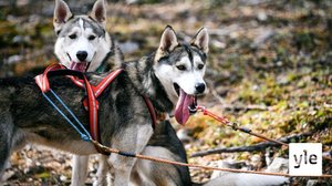 Lapin huskyfarmien rekikoiria uhkaa toimettomuus: 28.10.2020 12.35