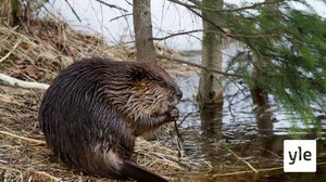 Majavalive seuraa eläinperheen elämää: 29.10.2020 10.43