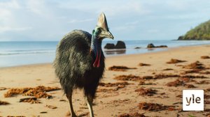 Australia: 02.11.2020 06.00