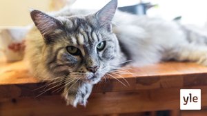 Moni kissanomistaja tekee lemmikilleen ruokaremontin: 02.11.2020 10.57