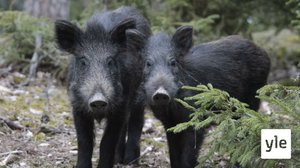 Villisiat vetivät tutkijoita höplästä, kun sikoja yritettiin loukuttaa: 03.11.2020 13.04