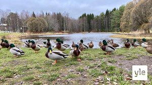 Pitääkö lintuja ruokkia lautalta rottien pelossa? Talviruokinta puhuttaa taas Kajaanissa: 04.11.2020 14.23