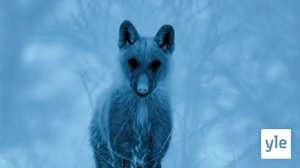 Europe: 09.11.2020 06.00