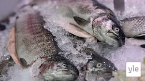 Suomalaiset haluaisivat syödä enemmän kotimaista kirjolohta: 06.11.2020 12.18