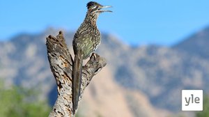 North America: 16.11.2020 06.00