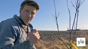 Tanskalainen maajussi: 16.11.2020 13.00