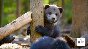 Karhun elämää opettelemassa: 17.11.2020 06.00