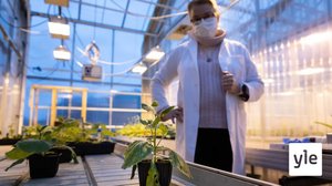 Tiede iskee kasviviruksia vastaan geenien editoinnilla: 16.11.2020 11.13