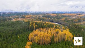 Suomi kaataa uhanalaisten lajien metsiä: 19.11.2020 11.11