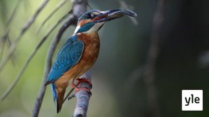 Näköhavainnot kuningaskalastajista ovat moninkertaistuneet Turun alueella: 19.11.2020 12.08