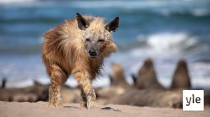 Africa: 23.11.2020 06.00