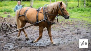 Geenitestit paljastavat uusia piirteitä suomenhevosesta: 23.11.2020 11.06