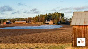 Ilmaston lämpeneminen toi kasvitaudit ja tuholaiset pelloille: 24.11.2020 12.37