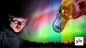 I dag börjar polarnatten i Utsjoki och Australiens näbbdjur håller på att dö ut: 25.11.2020 16.27