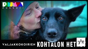 Valjakkokoirien kohtalon hetket: 30.11.2020 00.01