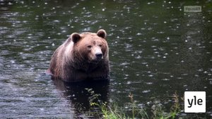 Juhat luonnossa: Talvi ja nisäkkäät: 01.12.2020 19.12