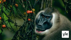 Avara luonto: Biokon apinat: 07.12.2020 06.00