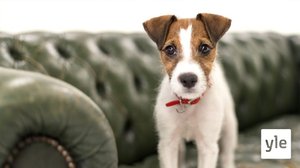 Prisma: Kiehtovat koirat: 07.12.2020 06.00