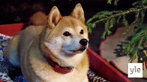 Jouluihmisiä (S): 11.12.2020 06.00