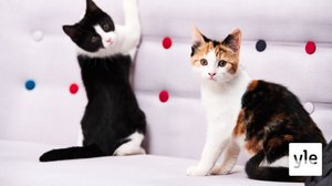 Prisma: Kiehtovat kissat: 14.12.2020 06.00