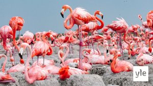 Avara luonto: Meksikon eläinvaellukset: 14.12.2020 06.00