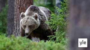 Suomalaiset ikimetsät: 21.12.2020 00.01