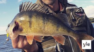 Ahventa ei nouse enää entiseen malliin: 17.12.2020 11.45