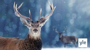 Avara luonto: Lumen eläimet: 21.12.2020 06.00