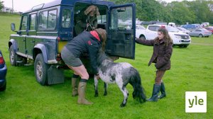 Uusi poni: 22.12.2020 06.00