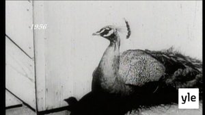 Filmikellari: 22.12.2020 15.53