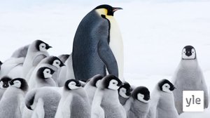 Pingviinien matka 2: 01.01.2021 06.00