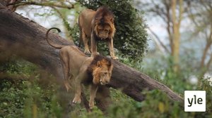 Viidakon kuningas: leijona: 30.12.2020 10.00