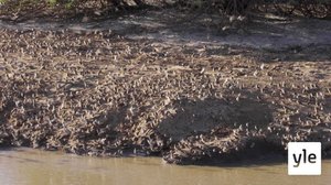 Oletko koskaan nähnyt näin paljon lintuja?: 30.12.2020 10.00