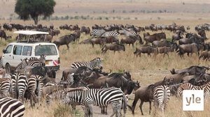 Lähdetään autolla safarille!: 30.12.2020 10.00