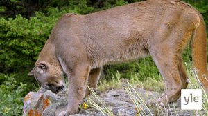 Vuorileijona eli puuma: 30.12.2020 10.00