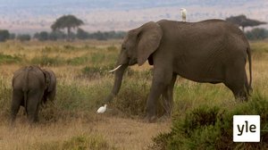 Norsujen hauska maailma: 30.12.2020 10.00