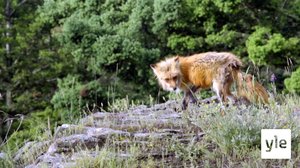 Pörröhäntäinen kettu: 30.12.2020 10.00