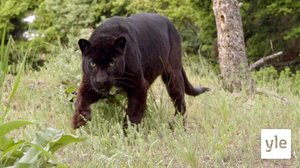 Miksi tuo pantteri on musta?: 30.12.2020 10.00