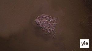 Vaalenapunaiset flamingot: 30.12.2020 10.00