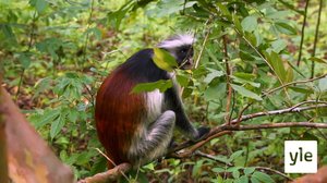 Kädelliset ovat fiksuja: 30.12.2020 10.00